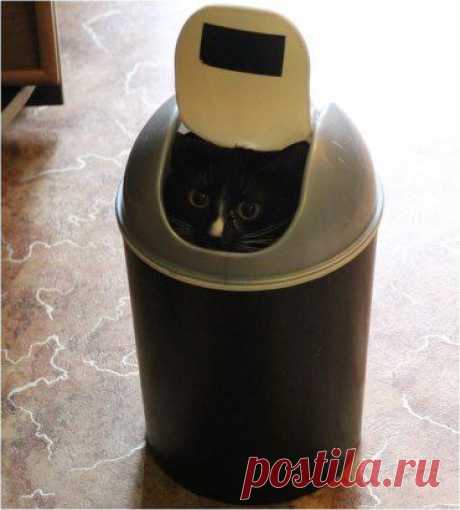 R2D2 Cat. Стоило вытащить пакет с мусором и отвернуться...