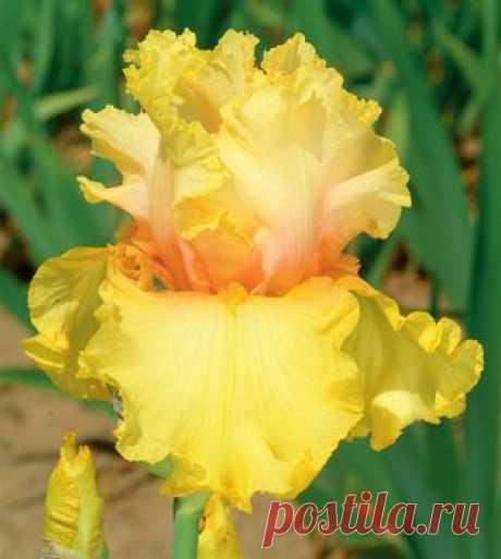 Abbondanza | Tall Bearded | Iris