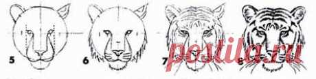 Рисунок морды тигра – Google Поиск