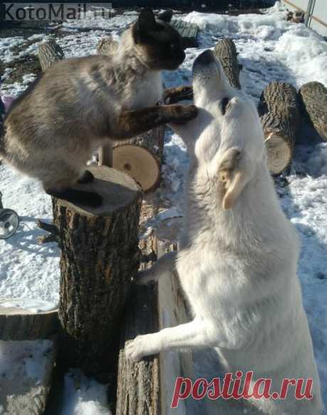 Больной, откройте шире пасть!