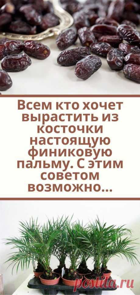 Всем кто хочет вырастить из косточки настоящую финиковую пальму. С этим советом возможно…