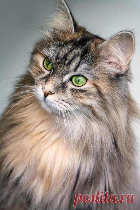 Beautiful cat with green eyes. Stunning cat portrait | Beauty | Beautiful cat | Inspiring cat blog | Cat blog | Cute cat blog | Good vibes blog | Positive blog | #cat #cats #eyes #feline #animal #pets #beauty #beautiful #inspiration #inspo #catblog #blog