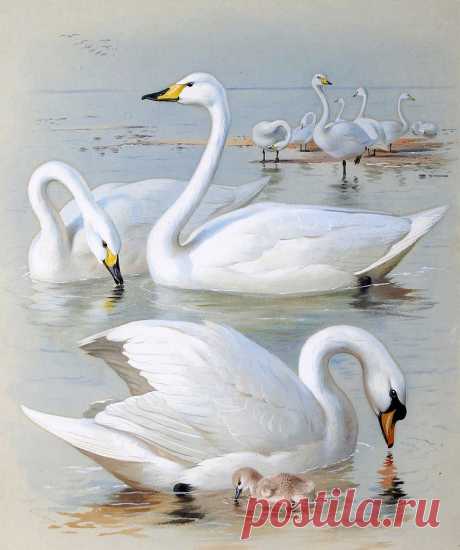 Акварельное... Знаменитый шотландский художник-иллюстратор Archibald Thorburn - признан одним из величайших художников изображения птиц.