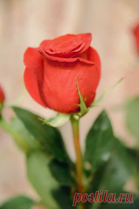 Эстетика цветов: розы, хризантемы, тюльпаны