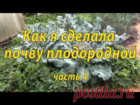 Как я сделала почву плодородной. Часть 4.