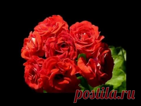 Scarlet Rambler пеларгония ( Pelargon Red Rosebud, Rosebud Supreme )