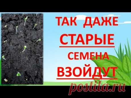 ТЕРМОАКТИВНЫЙ 🚀ПОСЕВ ТОМАТОВ 🍅 НА РАССАДУ🌱