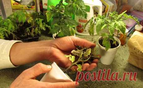 Китайский способ выращивания рассады томатов высокорослых сортов