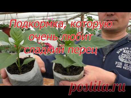 Подкормка рассады перца, о которой мало кто знает.