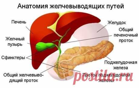 Поможем желчному пузырю и печени.