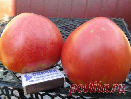 Лучшие сорта томатов: описание и фото | Домашняя ферма