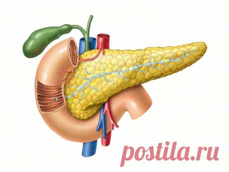 Факты о поджелудочной железе | Город Фактов Поджелудочная железа - важнейший орган человеческого организма, играющий жизненно важную роль в пищеварении и гормональной регуляции. Несмотря на свой