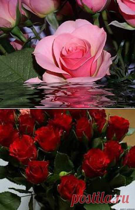 Розовая роза в воде - Розы цветы картинки - Фото мир природы
