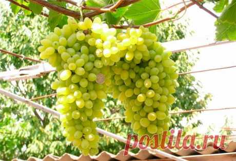 Особенности сорта винограда Лора и правила его выращивания