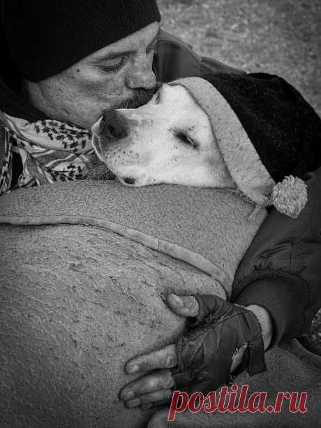 Конкурс собачьей фотографии Kennel Club Dog Photographer 2016