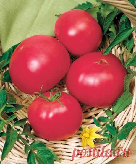 Сорт помидоров Сват поразит вас своей неповторимой красотой и великолепным вкусом. Эти томаты выращиваются на статных, мощных индетерминантных кустах, которые внушительно висят под нагрузкой плодов.