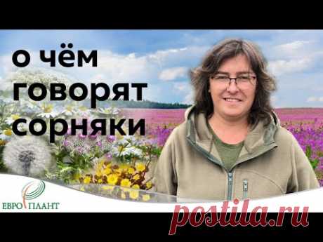 Растения пионеры и рудералы или о чём говорят сорняки.