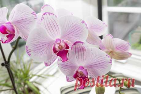 Как размножить орхидею в домашних условиях: 5 способов