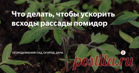 Что делать, чтобы ускорить всходы рассады помидор Выращивание рассады помидор в домашних условиях дело достаточно хлопотное и трудоемкое. Но чтобы получить отличный урожай на своем приусадебном участке приходится это делать самостоятельно. После посева семян хочется, чтобы они как можно быстрее проросли. Что для этого нужно?