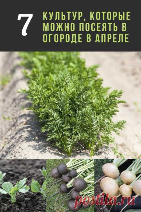 Что можно посеять и посадить в огороде в апреле