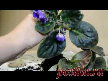 Пересадка цветущей фиалки Transplant violets blooming