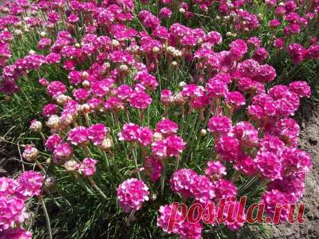 Посеешь раз – цвести будут много лет | Подборка удачных растений с бесперебойным цветением | Любимая Дача | Пульс Mail.ru