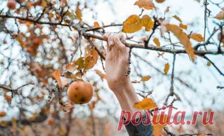 Влагозарядный полив осенью: нормы воды для деревьев и кустарников | Уход за садом (Огород.ru)