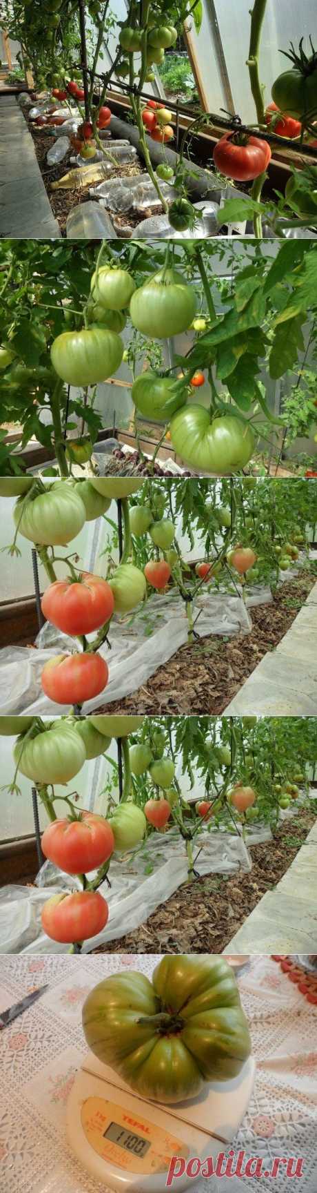 Как вырастить помидоры без постоянных поливов — 6 соток