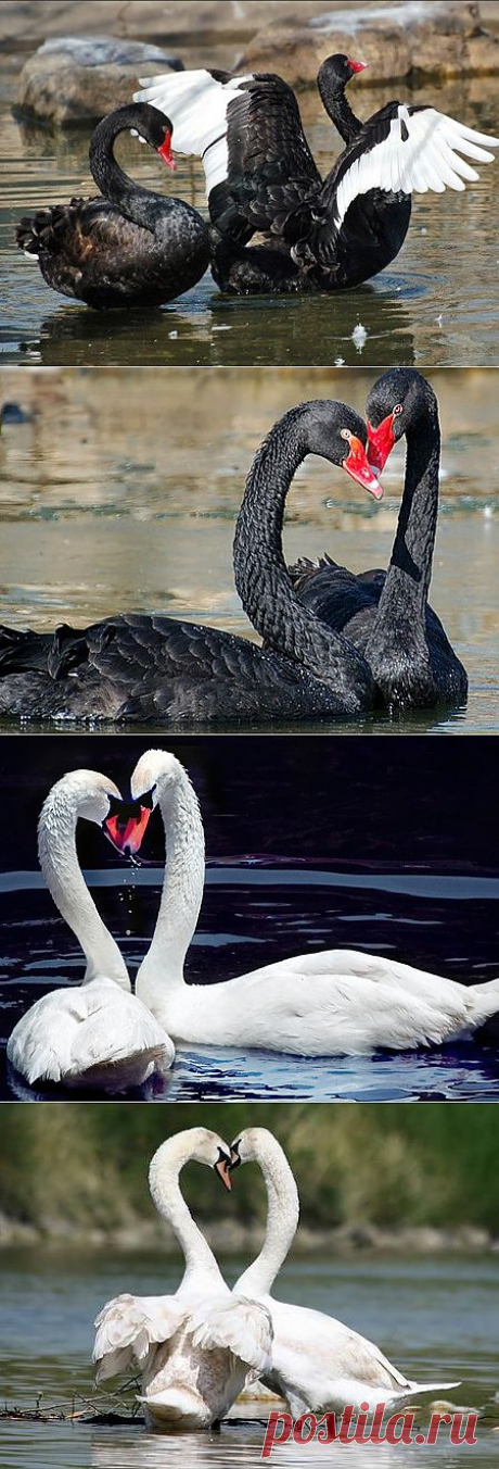 Фото животных - ЗооФото - Лебеди на озере Фото
