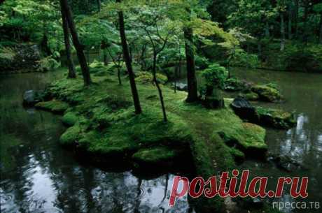 (+1) - Сад мхов Saiho-ji, Япония | Непутевые заметки