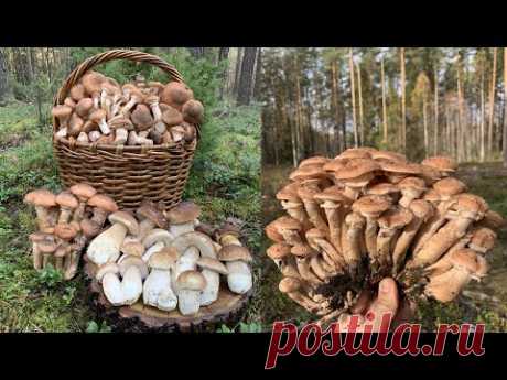 Сбор ГРОМАДНЫХ опят и белых грибов в конце октября!!! Беларусь!!!