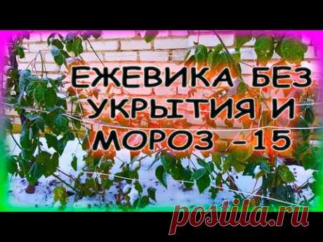 Оставил ЕЖЕВИКУ без зимнего укрытия. Что будет дальше? Как укрыть ежевику на зиму. Ежевика.