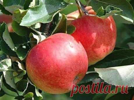 Как заставить яблоню плодоносить