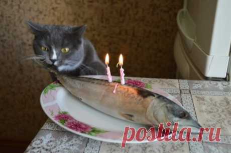 Отметили котячий день рождения