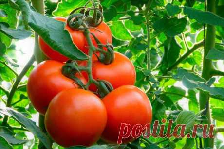 5 Легендарных сортов помидор из СССР, которые проверены временем, и огромным и вкусным урожаем, без особых хлопот | 6 соток