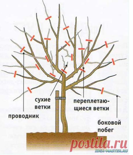 Обрезка фруктовых деревьев и кустарников