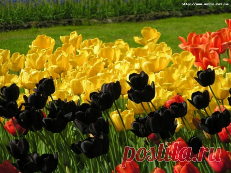 тюльпаны ::: ПРИРОДА » Цветы / макро / фото 18574813 800 x 600 io.ua
