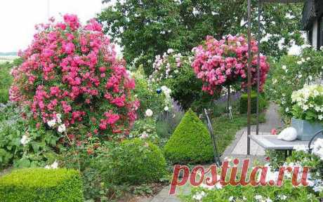 Розы в ландшафтном дизайне сада: фото, видео оформления дачного участка розами и другими растениями