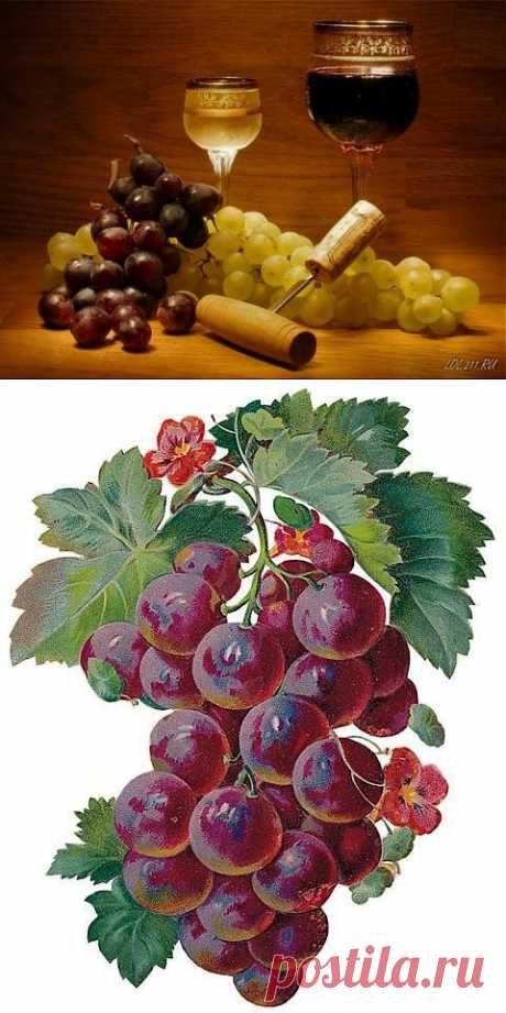 А и кто просил виноград? / Картинки для декупажа / PassionForum - мастер-классы по рукоделию