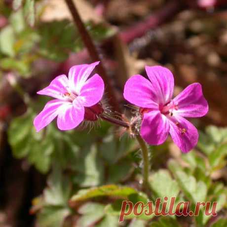 Лекарственное растение Герань Роберта (Geranium robertianum). Однолетнее растение высотой 20—50 см. По причине неприятного запаха ее еще называют вонючкой. Стебель прямой, часто с красноватым опенком, железисто-опушенный. Листья 3-5-перистораздельные, сегменты с торчащим опушением, дважды-перисторассеченные. Цветки обычно по два на одной цветоножке. Лепестки длиной 9-13 мм, розовые, с 3 продольными полосками. Двустворчатые растрескивающиеся плоды с клювиком. О содержании активных веществ далее..