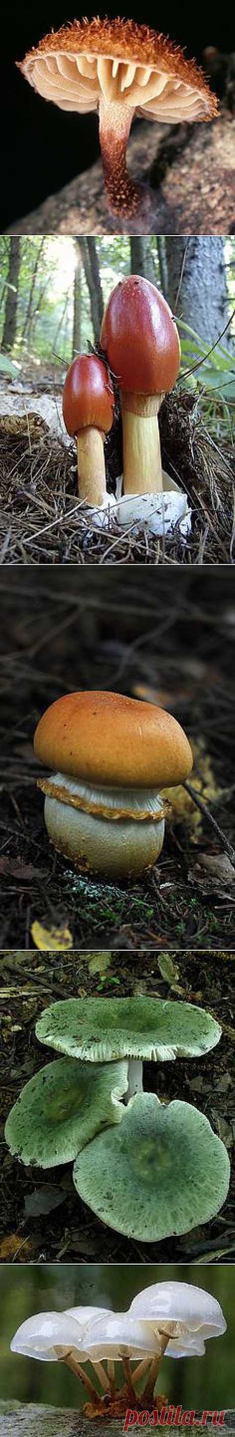 Paddenstoelen