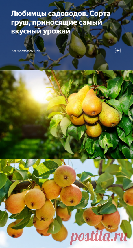 Любимцы садоводов. Сорта груш, приносящие самый вкусный урожай | Азбука огородника | Яндекс Дзен