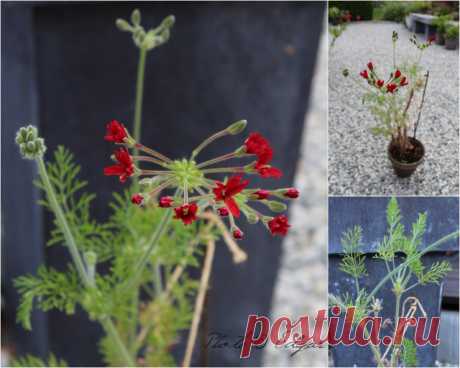 Species hybrids | Pelargonium – Edgar's site