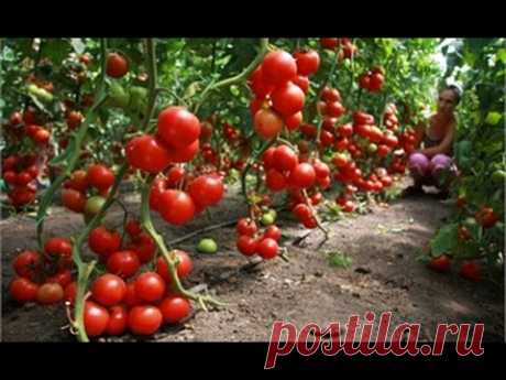 Высокий урожай помидор,без усилий