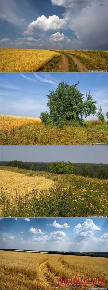 Золото лета: природа в августе — пшеничные и ячменные поля на холмах в окрестностях Зарайска (фото картина)