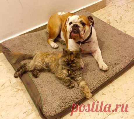 Умилительные фото дружбы кошек и собак