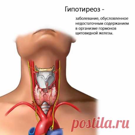 Гипотиреоз: продукты питания, ускоряющие метаболизм - Калейдоскоп событий