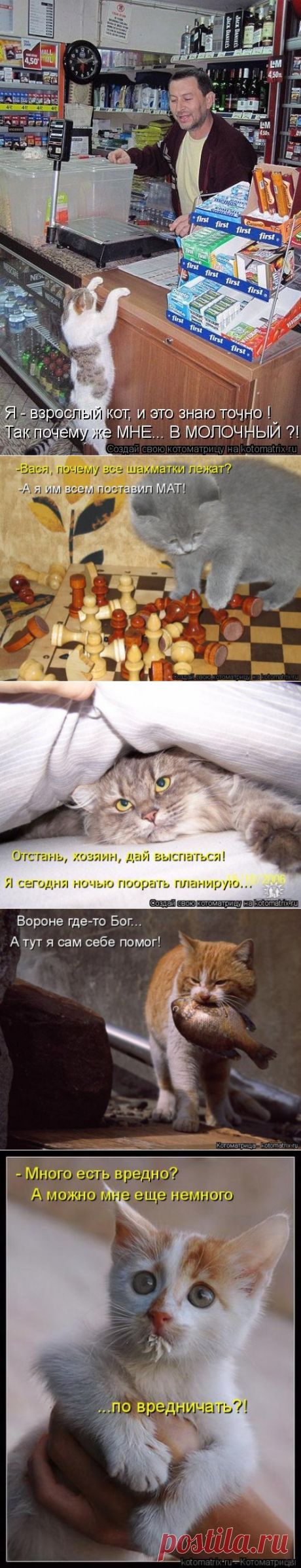 Новая котоматрица