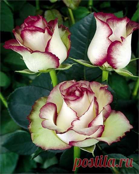 Beautiful Rose | Flowers ~ Roses ✿ ❁ ❃ ❋ ❀