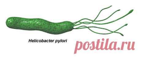 Лечение Хеликобактер пилори народными средствами: эффективные методы избавления от бактерии